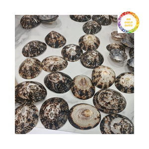 จำหน่ายเปลือกหอยลิมเพ็ตเวียดนามจำนวนมากสำหรับงานศิลปะติดผนัง บริษัท 99 โกลด์ ดาต้า - Product Image 2