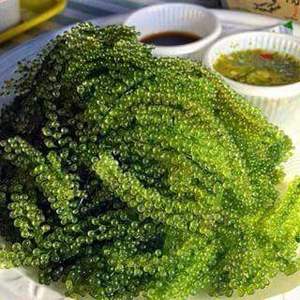 Los principales proveedores de uva marina de Vietnam: UVA Marina deshidratada a granel, la mejor uva marina fresca con ofertas exclusivas, lista para exportar - Product Image 3