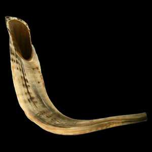 Faizacraft corne de bélier et corne de mouton de forme naturelle Animal européen sculpté artisanat quantité en vrac à vendre par Crafts Galore - Product Image 2