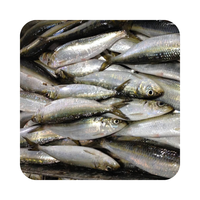 Poisson de sardine congelé rond entier de style congelé de mer pour le thon Appât pour les conserves en vente sardinella aurita
