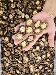 Hongo Shiitake Seco de Vietnam, Alta Calidad, Aroma Natural, Pedido al por Mayor, Directo de Fábrica - Product Image 2