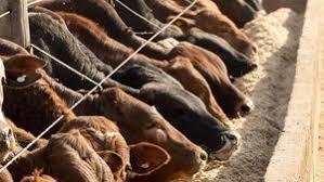 ผงกระดูกป่นโปรตีนสูงจากธรรมชาติบริสุทธิ์100% ส่งออกจากอินเดียสำหรับปลาอาหารสัตว์เลี้ยงหมู - Product Image 5