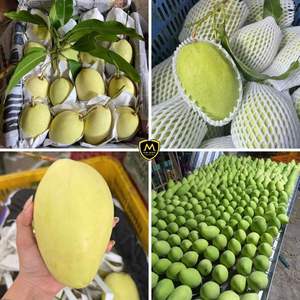 มะม่วงสดหวานคุณภาพพรีเมียมจากเวียดนาม สำหรับส่งออกและขายส่ง - Product Image 3