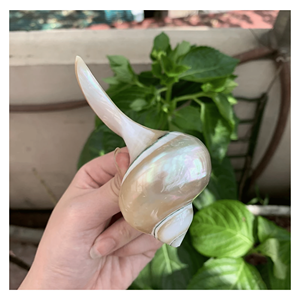 Seashell <b>Chopstick</b> Rest Natural seashell <b>chopstick</b> rest for restaurant tableware sets and home dining Vietnam - Product Image 3