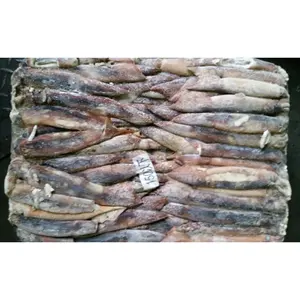 Di alta qualità intera rotonda congelata Catch150-200g selvatici Illex Argentina calamari per esche di tonno materia prima Illex calamari