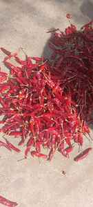Piment rouge sec de Guntur avec tige, épice unique de qualité supérieure, piment naturel fort pour la cuisine, assaisonnement, usage culinaire et achat en gros - Product Image 2