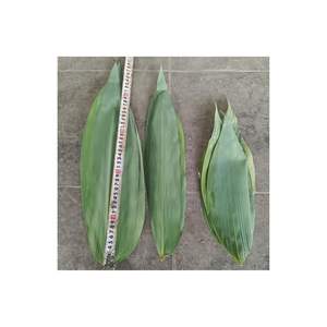 BUEN PRECIO HOJAS DE BAMBÚ SECAS VENTA SUPERIOR 2025 HOJAS DE BAMBÚ HECHAS EN VIETNAM CON PRECIO BARATO PRECIO BAJO VENTA CALIENTE - Product Image 4