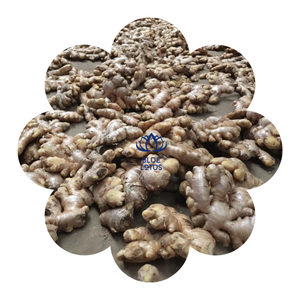 HOT DEAL JENGIBRE FRESCO DE ALTA CALIDAD DE BLUE LOTUS FARM VIETNAM 2024 - Product Image 1