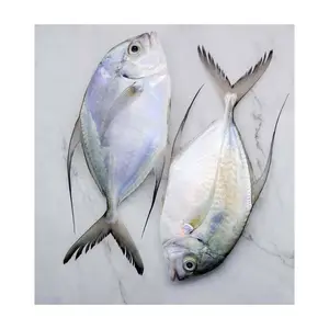냉동 신선한 Trevally 물고기 바베큐 물고기 대량 스타일 포장 패키지 무게 틸라피아 물고기