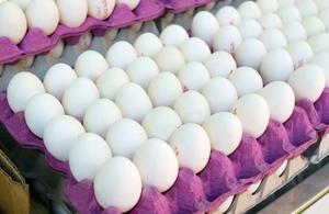 Huevos Frescos de Gallina de Corral y Huevos para Incubar con Cáscara Marrón Natural, Larga Vida Útil, Entrega Rápida en Europa, Productos Frescos de Granja - Product Image 3