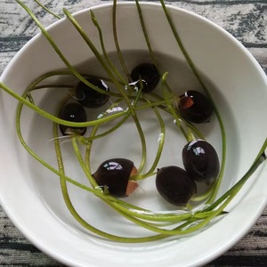 Graines de lotus noir crues entières Graines de fleur de lotus noir naturelles de haute qualité - Product Image 3