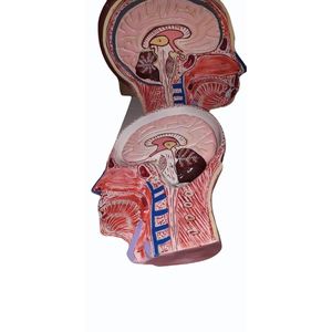 Modèle anatomique de tête et de cou en PVC avec musculature pour la formation en école de médecine, modèle cérébral pour les sciences médicales - Product Image 2