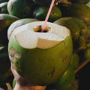 Coco dulce fresco Premium para procesamiento de bebidas - Product Image 1