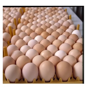 Huevos Frescos de Gallina, Huevos Fértiles para Incubar, Huevos de Mesa Redondos a Precio Económico - Product Image 5