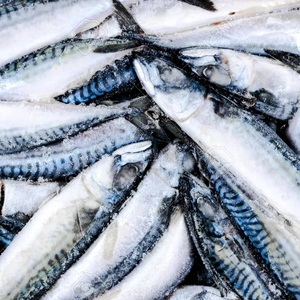 Mejor Oferta Caballa del Pacífico 425g Grado Superior BQF Congelada al Vacío envasada en Bolsa - Product Image 6