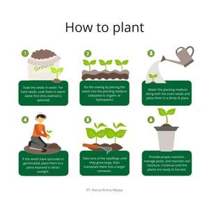 Semillas de Césped Japonés de Alta Calidad |   100% Natural 5g |   Césped Verde Denso Resistente al Calor de Textura Fina para Jardín y Paisajismo - Product Image 5