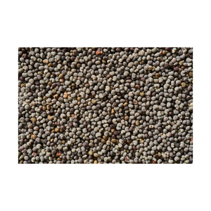 Semillas de canola al por mayor a bajo coste para distribuidores globales - Product Image 6