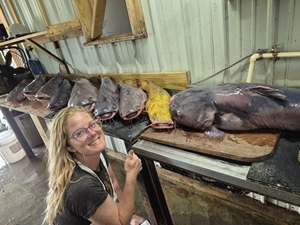 Bagre Congelado IQF al por Mayor a Precio Económico con 12 Meses de Vida Útil - Product Image 5