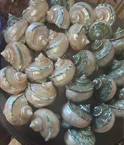 Turbo Marmoratus Seashell perfecto para la decoración del acuario artesanías creativas y acentos temáticos del océano - Product Image 6