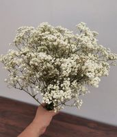 Sekelompok 5 tongkat bunga putih properti Gypsophila bunga alami yang diawetkan dekorasi pernikahan dan acara