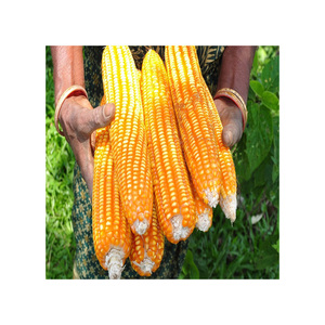 Maíz Amarillo Seco Glutinoso No Transgénico de Alta Calidad para Alimentación Animal, Origen Brasileño, Puro y Natural, Precio por Tonelada - Product Image 6