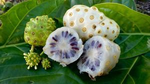 Nouvelle récolte de fruits de noni surgelés de haute qualité à bas prix - Product Image 5