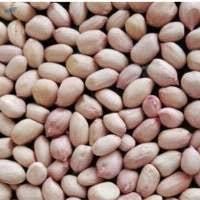 Premium <strong>Export</strong> <strong>Quality</strong> <strong>Java</strong> <strong>Peanuts</strong> Bold Size (38 Count Per Ounce) High Protein Fresh Crop Bulk Pack 6-12 Months Shelf Life - Product Image 4