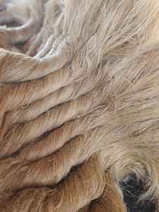 Fibres de lin égyptien - Product Image 6