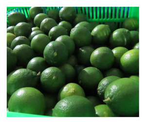 Natural Fresh Seedless Lime Green Lemon Vietnam Sourced Juicy Refrescante Sabor Mejor Venta al por mayor Ofertas Fresh Seedless Lime Export - Product Image 1
