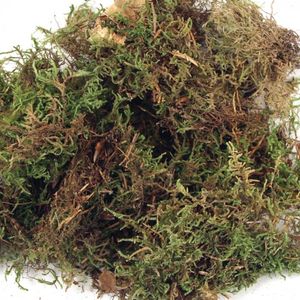 VENTA ENTERA SECO SPHAGNUM BOSQUE MUSGO SECO PARA ENCHAPAR ÁRBOL MANTENER LA HUMEDAD DE LA PROVINCIA DE CAO BANG VIETNAM - Product Image 6