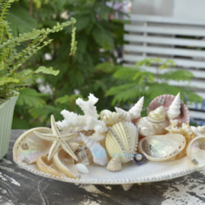 เปลือกหอยธรรมชาติขัดเปลือกหอยสำหรับตกแต่งบ้านและอาหาร - Product Image 6