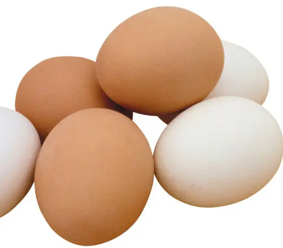 Коричневый и белый стол свежие куриные яйца и яйца уток оптовая цена