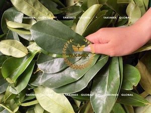 Feuilles de corossol séchées de qualité supérieure 100% feuilles de Graviola à base de plantes annona muricata naturelles pour le thé du Vietnam - Product Image 4