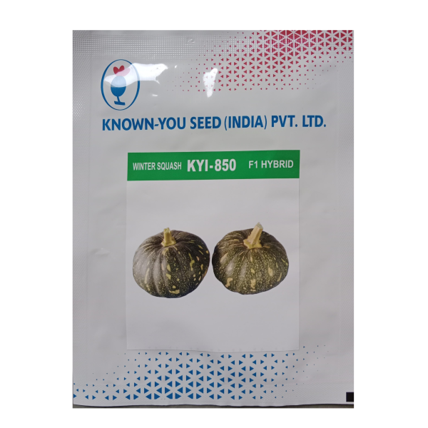 KYI-850 Winter Squash Premium Quality Pumpkin Type Winter Squash