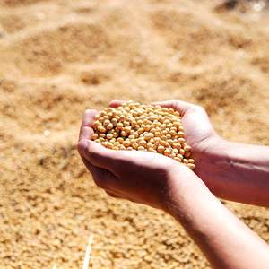 Premium Non GMO Feed Grade Soybean Meal and Soy <b>Bean</b> Meal for Fish Cattle Horse <b>Other</b> Animal Use - Product Image 5