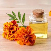 Huile essentielle de Tagetes en gros, 100% pure et naturelle, distillée à la vapeur, huile de souci pour l'aromathérapie, la parfumerie et les cosmétiques