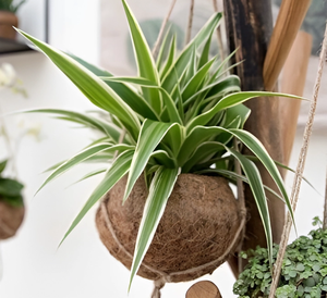 Maceta de coco ecológica con cáscara de coco natural 100% para macetas para colgar macetas de flores - Product Image 6