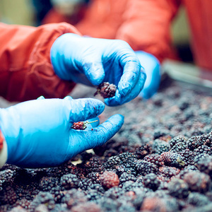 ถุงมือไนไตรล์ทางการแพทย์ถุงมือป้องกันมือและแขนแบบใช้แล้วทิ้งผลิตจากโรงงานมาเลเซีย - Product Image 4