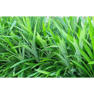 HOT DEAL PANDAN LEAF POUDRE EN VRAC VENTE EN GROS FOURNITURE PREMIUM QUALITÉ NATUREL VERT HERBES PRODUIT D'EXPORTATION TOP VENTES - Product Image 2