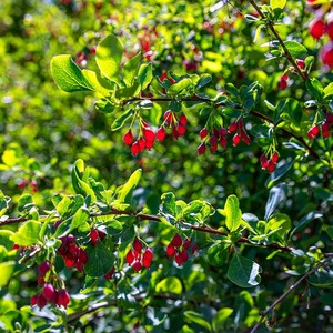 Polvo de Wolfberry negro orgánico natural, polvo de Wolfberry, extracto de hierbas de grado alimenticio, polvo de Wolfberry natural a un precio asequible. - Product Image 3