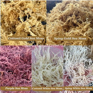 Precio competitivo de Vietnam: Eucheuma orgánico al por mayor, musgo de mar seco para procesamiento de alimentos. - Product Image 3
