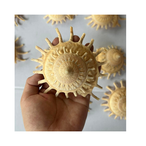 เปลือกหอยธรรมชาติเปลือกหอยขัดเงาเปลือกหอยแกะสลักจากเวียดนามขายดี - Product Image 1