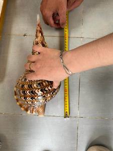 Authentic Vietnam conch shell trumpet seashell for cultural events featuring powerful sound and polished pearl finish - Product Image 6