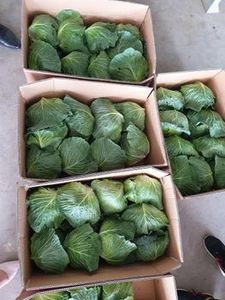 กะหล่ำปลีสีเขียวสด - Product Image 6
