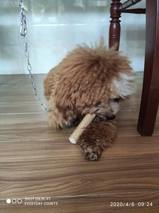 Durable Long Lasting Chewable Coffee <b>Wood</b> <b>Sticks</b> <b>Wood</b> Chew Toys for Dogs - Product Image 5