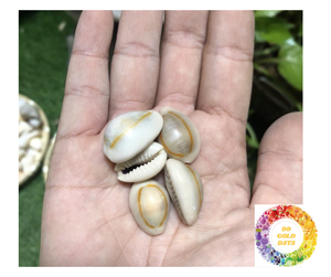 Cuentas de concha de cauri natural a granel para la venta Producto de conchas de cauri blancas secas y limpias de Vietnam Precio de decoración de playa - Product Image 3