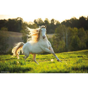 Affiche de cheval blanc moderne pour décoration murale - Product Image 1