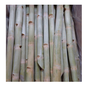 Frozen Sugarcane Chunks Peeled Ready To Use Frozen Sugarcane Packed For Beverage Factories Worldwide - Product Image 5