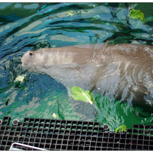 FRP Grating for Outdoor Use Style Industries Safety Material <b>Slip</b>-proof FRP Grating Fiberglass Vietnam Wholesale Customize Size - Product Image 4