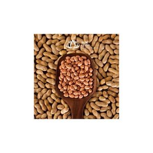 เมล็ดถั่วลิสงอินทรีย์ส่งออกจากเวียดนาม - Product Image 5